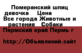 Померанский шпиц девочка  › Цена ­ 50 000 - Все города Животные и растения » Собаки   . Пермский край,Пермь г.